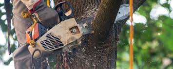 Best Aeration Services  in Zapata, TX