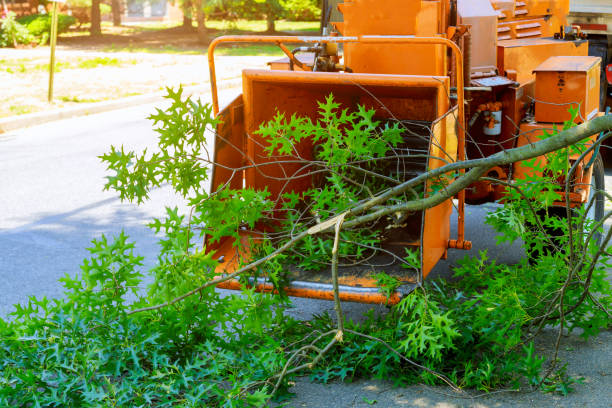 Best Tree Preservation Services  in Zapata, TX