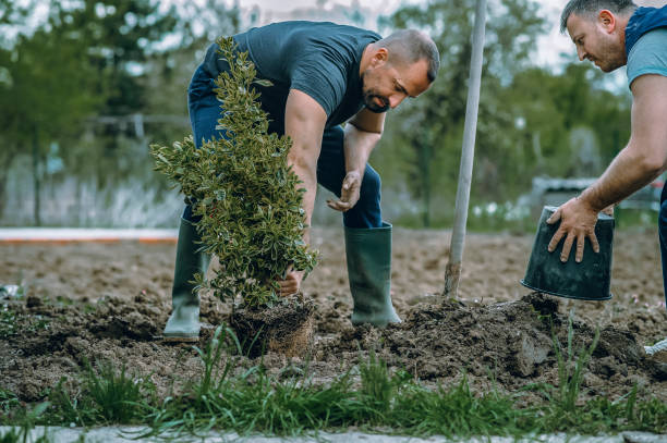 Best Stump Grinding and Removal  in Zapata, TX