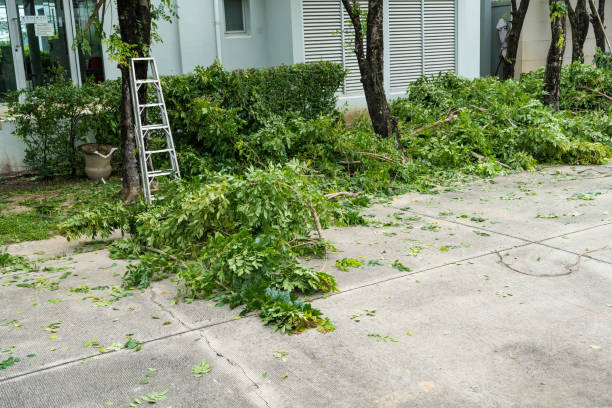 Professional Tree Services in Zapata, TX