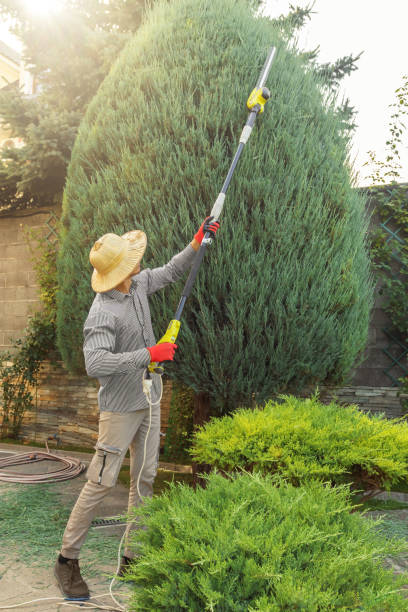 How Our Tree Care Process Works  in  Zapata, TX