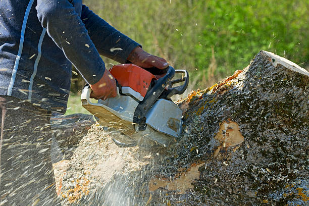 Best Commercial Tree Services  in Zapata, TX